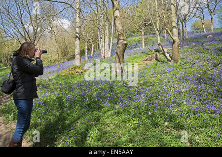 Una signora fotografie il Bluebells tappeto che il bosco di Emmetts giardini nel Kent. Foto Stock