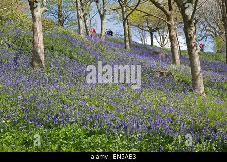 I visitatori a piedi tra le Bluebells tappeto che il bosco di Emmetts giardini nel Kent. Foto Stock