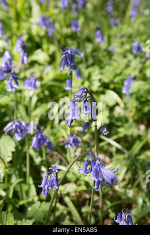 Bluebells chiudere fino a Emmetts giardini nel Kent. Foto Stock