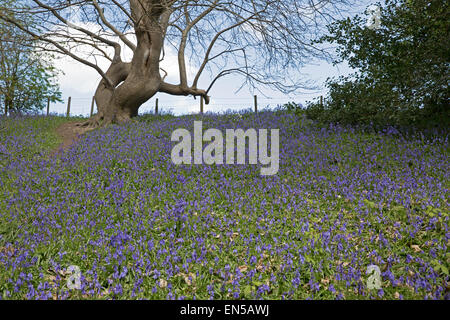 I visitatori a piedi il sentiero in modo da non danneggiare la fragile Bluebells tappeto che il bosco di Emmetts giardini nel Kent. Foto Stock