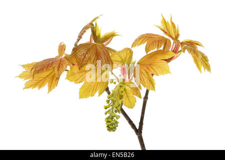 Fresh new leaves and flower of a sycamore tree isolated against white Foto Stock