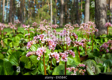 Bergenia cordifolia cresce in un giardino ai margini di una foresta, piante boschive in primavera Foto Stock