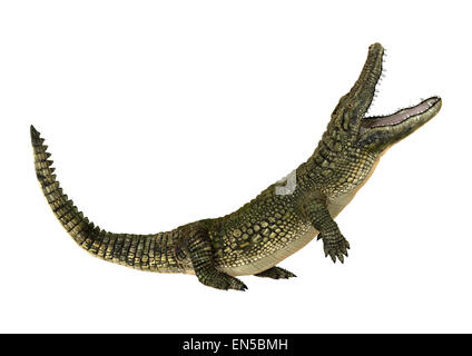 3D render digitale di un coccodrillo americano o Alligator mississippiensis isolati su sfondo bianco Foto Stock