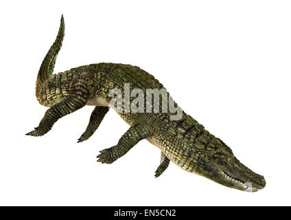 3D render digitale di un coccodrillo americano o Alligator mississippiensis isolati su sfondo bianco Foto Stock