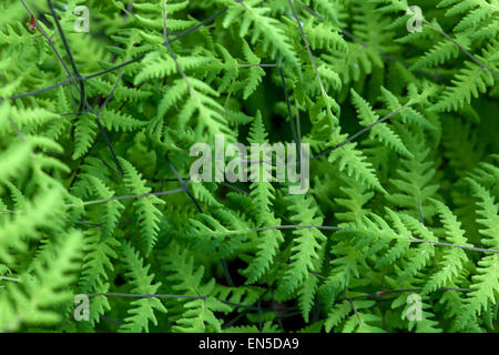 Oak fern, Gymnocarpium dryopteris lascia Foto Stock