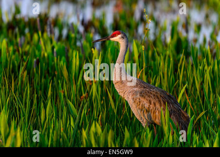 Sandhill gru, viera zone umide Foto Stock