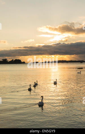 Bosham canale su un pomeriggio inverni, Bosham, West Sussex, in Inghilterra, Regno Unito. Foto Stock