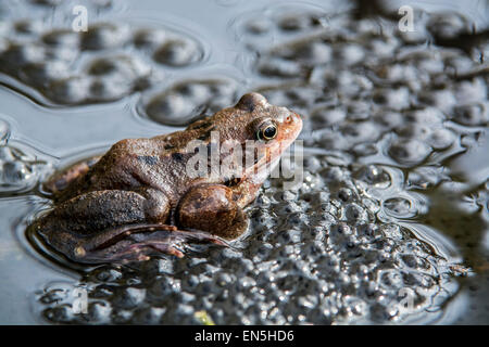 Comune Europeo (rana temporaria Rana) seduto sul frogspawn in stagno Foto Stock