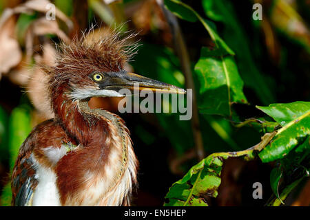 Airone tricolore, wacodahatchee zone umide Foto Stock