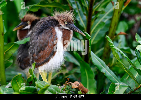 Airone tricolore, wacodahatchee zone umide Foto Stock