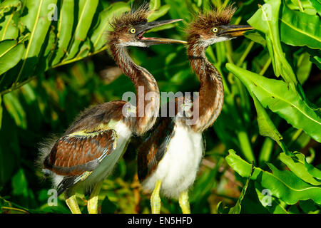 Airone tricolore, wacodahatchee zone umide Foto Stock