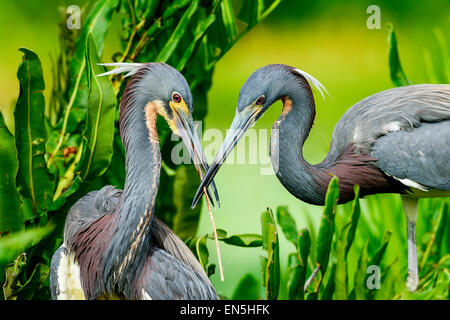 Airone tricolore, wacodahatchee zone umide Foto Stock