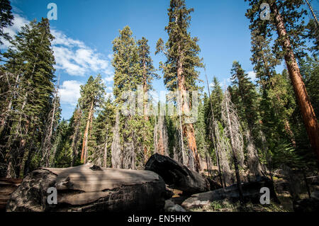 Il parco nazionale di Yosemite vista nella foresta su una giornata di sole Foto Stock