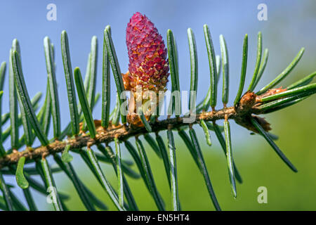 Unione di abete bianco (Abies alba) close up fiore maschile e gli aghi Foto Stock