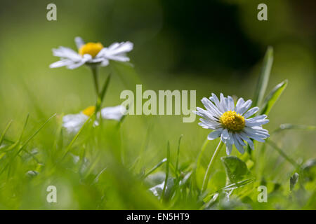 Margherite comune / Inglese daisy (Bellis perennis) in fiore in Prato Foto Stock