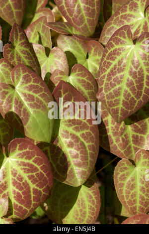 Epimedium versicolor ' Sulfureum ', foglie di Barrenwort Foto Stock