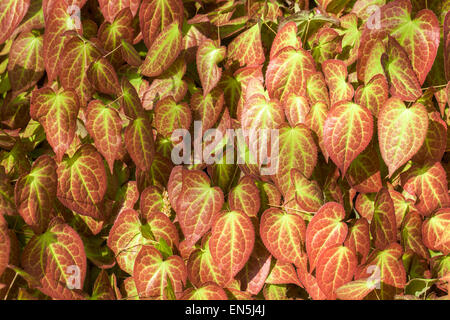 Epimedium versicolor ' Sulfureum ', foglie di Barrenwort Foto Stock