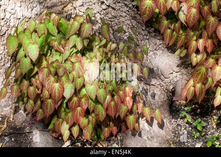 Epimedium foglie in primavera Foto Stock