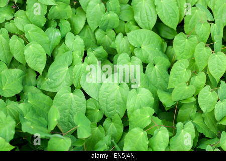 Epimedium foglie in primavera Foto Stock