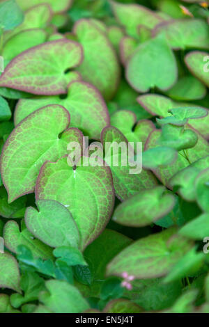 Epimedium foglie in primavera Foto Stock