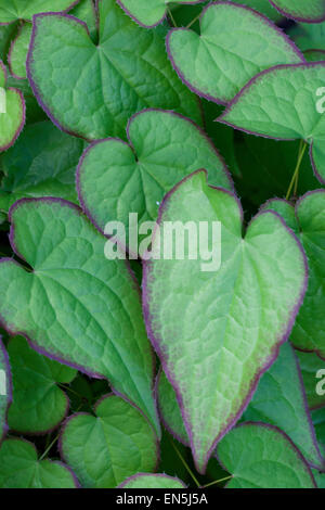 Epimedium foglie in primavera Foto Stock