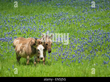 Due asini pascolano sui pascoli bluebonnet in Texas la molla Foto Stock