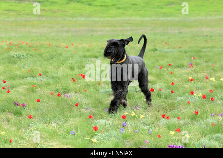 Grande cane nero viene eseguito su una fioritura tulip campo nella steppa, Rostov regione, Russia Foto Stock