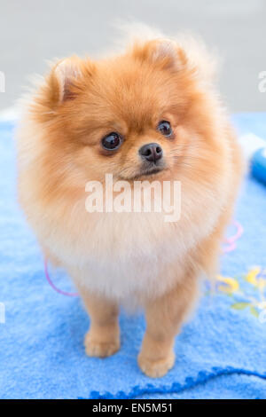 Cane sable tedesco giocattolo razza Pomerania Foto Stock