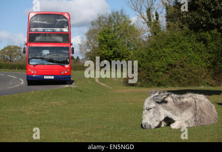 Nuova Foresta asino rilassante sotto il sole a Beaulieu, New Forest Hampshire REGNO UNITO Foto Stock