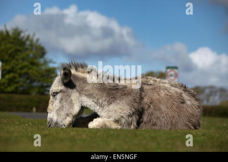 Nuova Foresta asino rilassante sotto il sole a Beaulieu, New Forest Hampshire REGNO UNITO Foto Stock