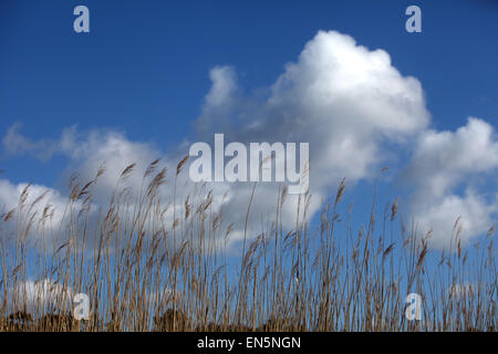 Reeds contro un nuvoloso cielo blu Foto Stock