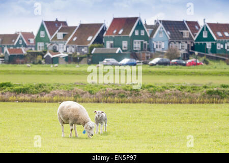 Pecore e agnelli a Marken, Olanda Foto Stock