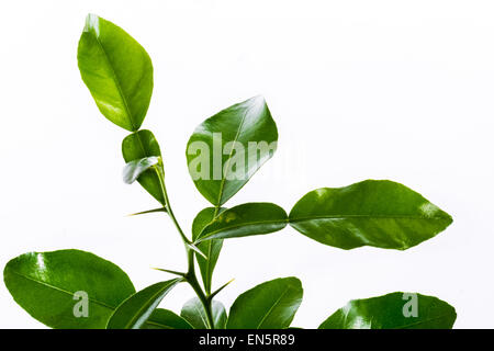 Di combava Citrus hystrix combova lime foglie di agrumi profumo aromatico rfi cook cuocere il cibo acida fresca profumato e verde scuro kit verde Foto Stock