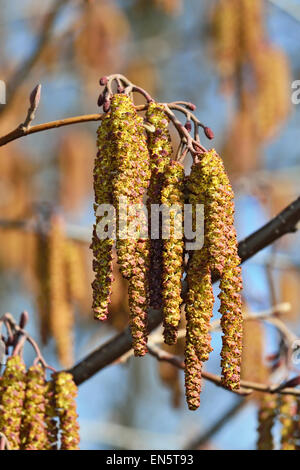 Molla. Alder amenti (lat. Alnus) close up Foto Stock