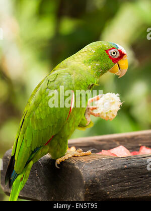 Ritratto di colorato di bianco pappagallo fronteggiata in Messico Foto Stock