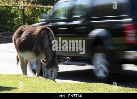 Asino sul ciglio della strada a Beaulieu in New Forest Hampshire REGNO UNITO Foto Stock