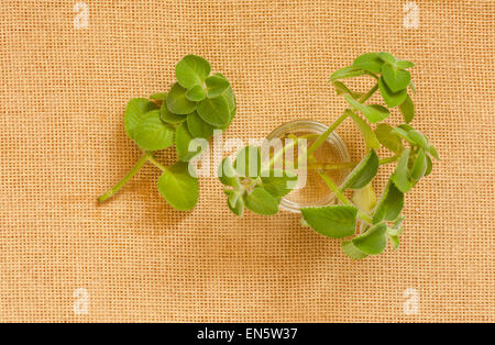 I giovani messicani pianticelle di menta in un barattolo di vetro Foto Stock