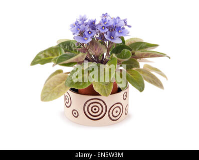 Saintpaulia Ionantha fioritura viola Foto Stock