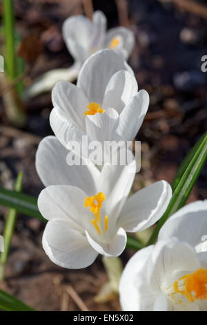 Crocus bianco Crocus heuffelianus fiore primavera fioriscono close up Foto Stock