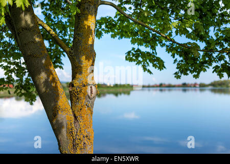 Acqua sorgiva waterfront Lago Fiume verde albero fiorì blooming reed pascolare pascoli spazio verde per il layout del testo, i margini campo Foto Stock