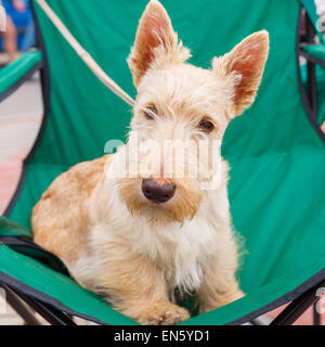 Carino Wheaten gravi cane Scottish Terrier razza Foto Stock