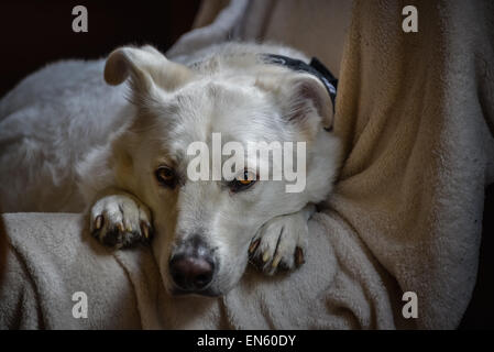 Un solitario acquista amico fedele, il migliore amico dell'uomo, attende il suo padrone a tornare a casa. Foto Stock