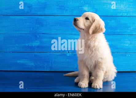 Ritratto di inglese Golden Retriever cucciolo in legno di colore blu Foto Stock