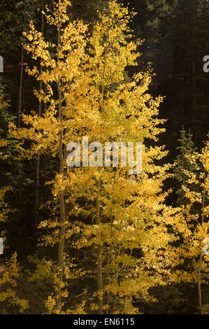 Soleggiato aspen contro lo sfondo scuro di conifere Foto Stock