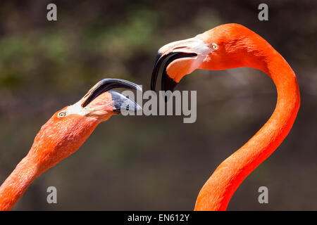 Coppia di fenicotteri americano combattimenti. Foto Stock