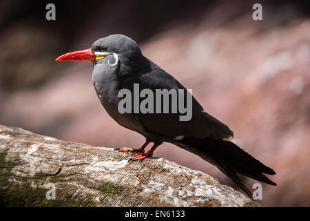 Inca tern appollaiato su un albero. Foto Stock