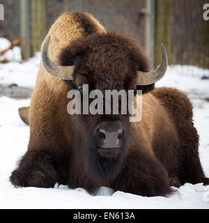 Bisonti americani seduta nella neve Foto Stock