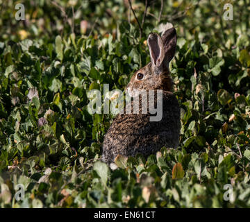 Il coniglio nascosto nel verde erbacce Foto Stock