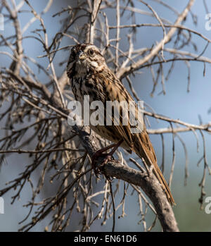 Song Sparrow (Melospiza melodia) seduto in rami di alberi Foto Stock