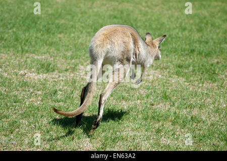 Rosso Colli, wallaby Macropus rufogriseus, noto anche come la spazzola wallaby, spazzola canguro, Brusher o rosso wallaby. Foto Stock